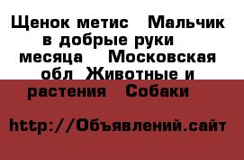 Щенок метис . Мальчик в добрые руки. 2 месяца. - Московская обл. Животные и растения » Собаки   